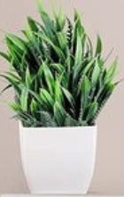 Evergreen Quartet Mini Botanical Set