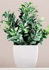 Evergreen Quartet Mini Botanical Set