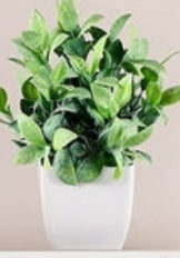 Evergreen Quartet Mini Botanical Set