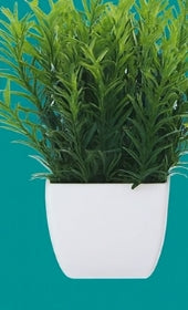 Evergreen Miniature Botanical Set – Artificial Potted Plants (Set of 6)