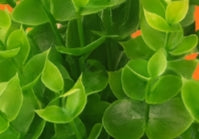 Verdant Duo Petite Botanical Set – Artificial Potted Plants (Set of 2), Multi-Colour