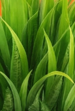 Verdant Duo Petite Botanical Set – Artificial Potted Plants (Set of 2), Multi-Colour