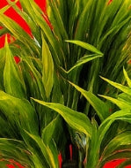 Verdant Modern Cylinder Faux Botanical – Artificial Potted Plant (Brown Cylinder Pot)